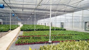The Cheapest Hot Sale Sainpoly Agricultural/Commercial Plastic Greenhouse