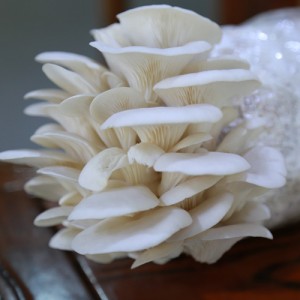 The manufacturer Agarwood mushroom The manufacturer Agarwood mushroom