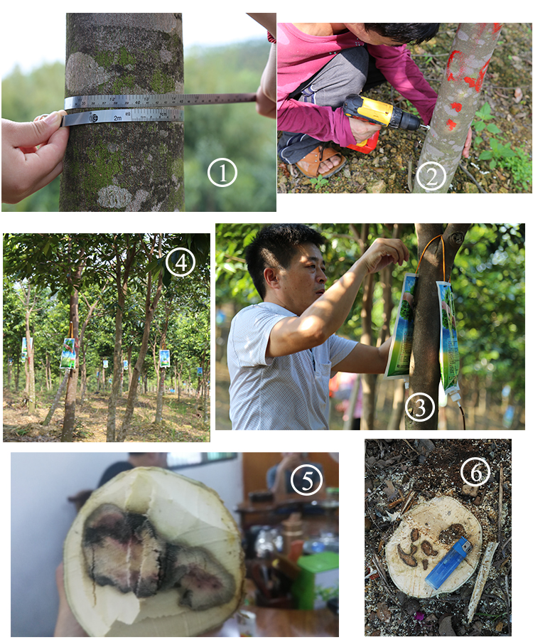 1540460796290300.jpg 结香.jpg