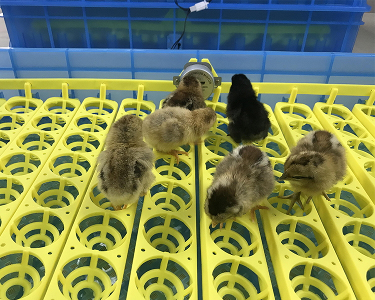 2018 New Poultry Equipment Full Automatic Digital Chicken Bird Duck Egg Incubator Hatching Machine