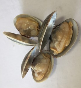 Frozen cooked clam with shell on