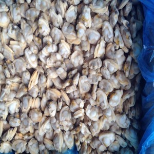 Frozen cooked baby clam meat with vacuum package