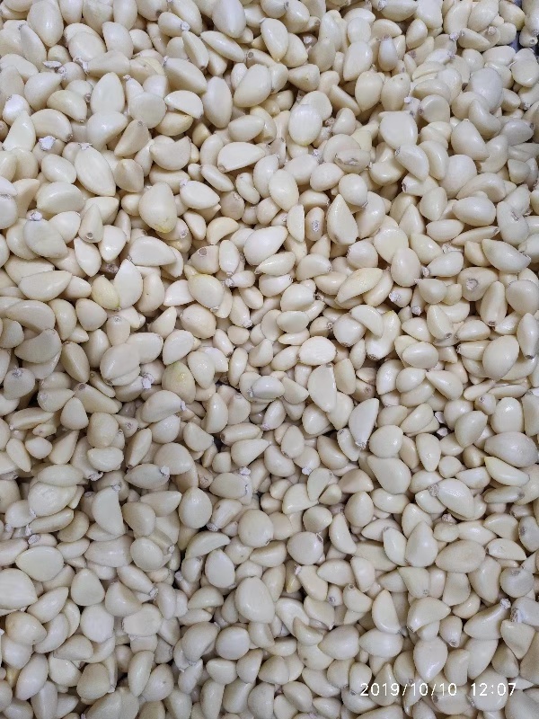 garlic accepts.jpg