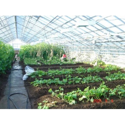 Single layer plastic film multi-span greenhouse (ISO9001:2000)