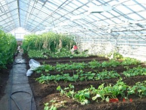 Single layer plastic film multi-span greenhouse (ISO9001:2000) Single layer plastic film multi-span greenhouse (ISO9001:2000)