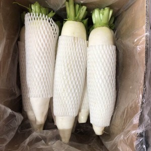 Fresh white radish