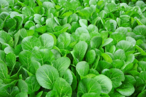 Chinese cabbage