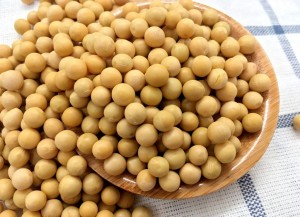 SOYBEAN