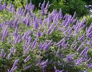 Agnus Castus powder