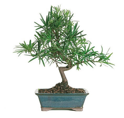 podocarpus_indoor_bonsai_tree_1.jpg