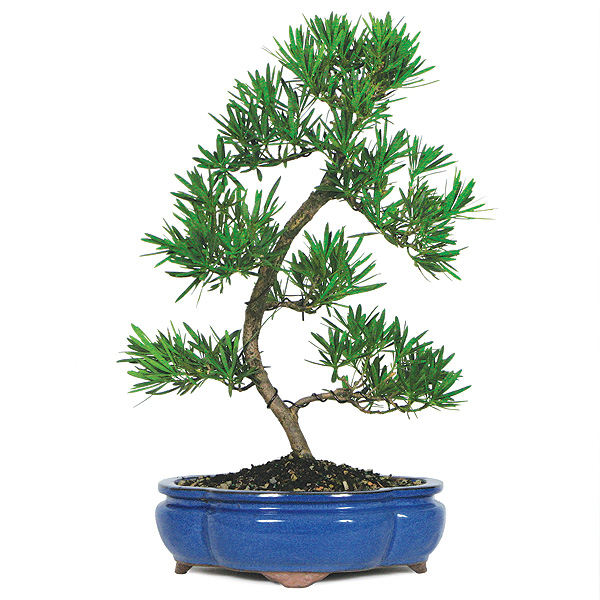podocarpus-bonsai-tree.jpg
