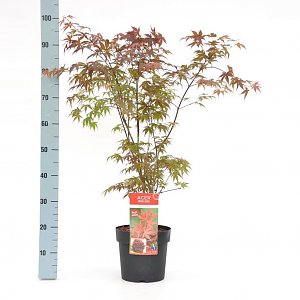 acer-palm-atropurpureum.jpg