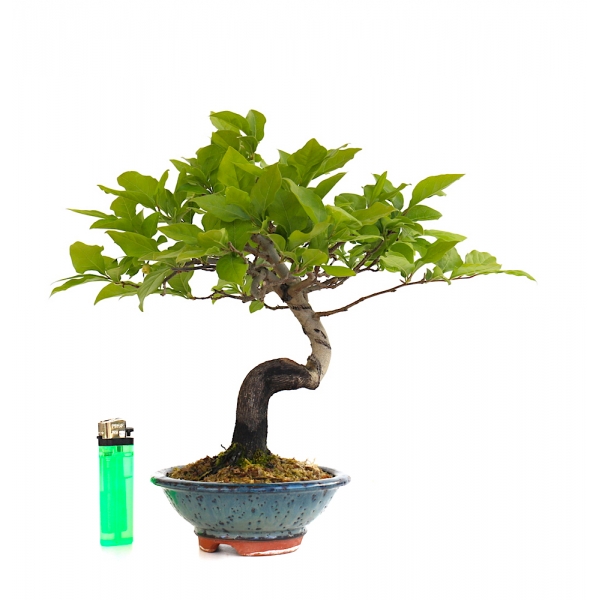 vente-de-bonsai-diospyros-kaki-26-cm-shohin-160201-sankaly-bonsai.jpg