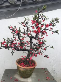 1490776848460302.jpg 微信图片_20170329162433 - 副本.jpg
