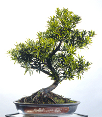 Rodocarpus Macrophyllus