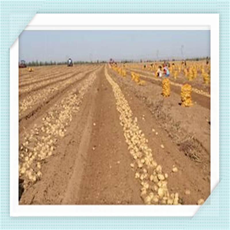 Factory Direct Supply Potato Harvesting Machine/Potato Harvester for Farm Use
