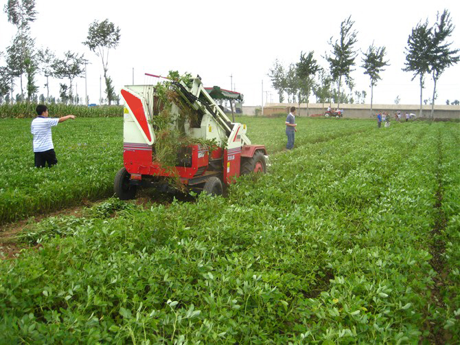 High Quality Patented Peanut Combine Harvester Hot Sale in Iran