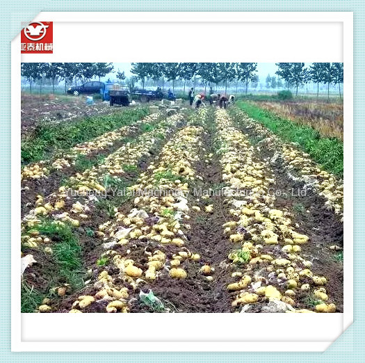 4u-650 Potato/Sweet Potato Harvester for Agricultural Use