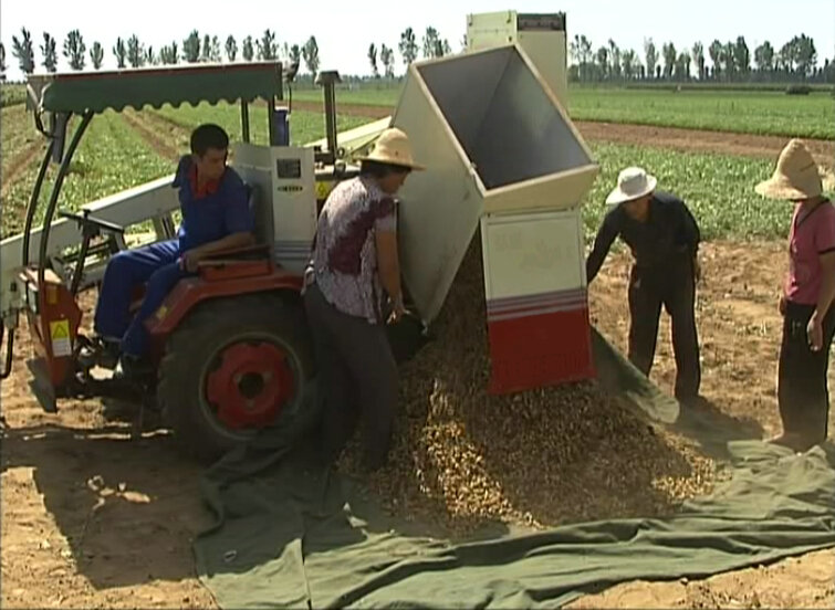 Qingdao Manufacturer Peanut Combine Harvester Hot Sale in Senegal