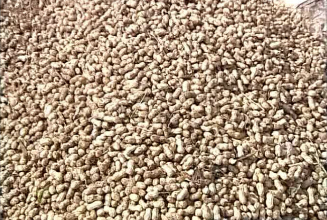 Qingdao Manufacturer Peanut Combine Harvester Hot Sale in Africa