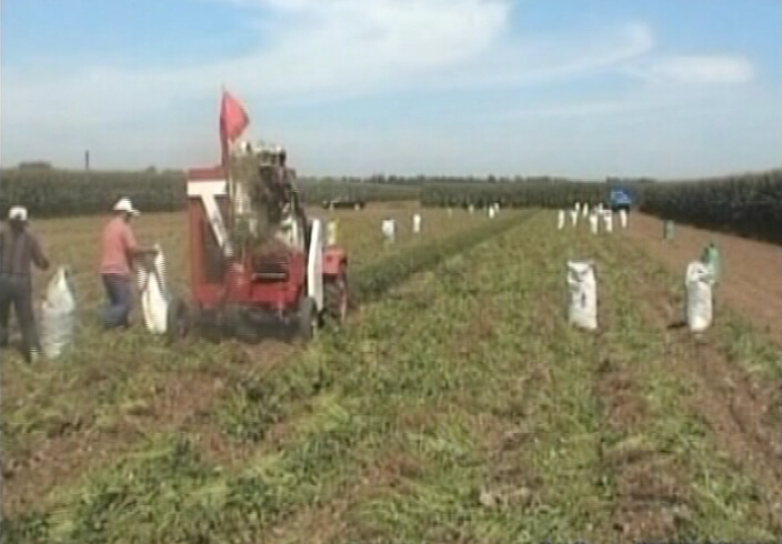 Qingdao Manufacturer Patented Groundnut Combine Harvester