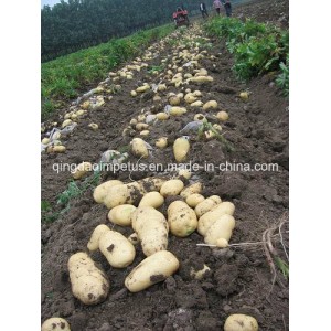 Hot Sale Single-Row Potato Harvester