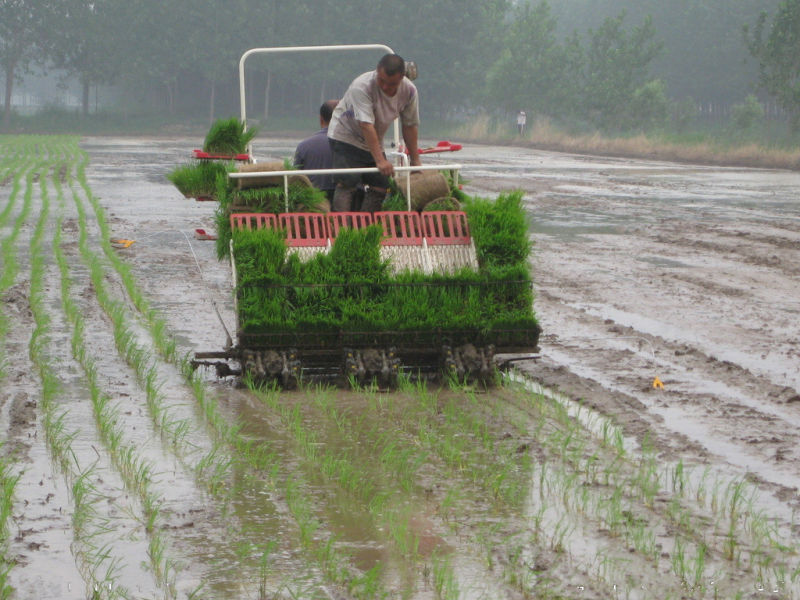 Hydraulic Electric Start Rice Transplanter10238bg