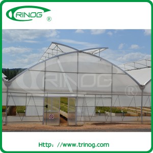 Agriculture film greenhouse in Multi Span