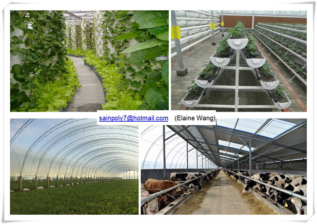 Factory Price Glass Greenhouse with Hydroponic System for Agriculture