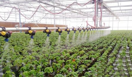 Multi-Span Venlo Type Glass Greenhouse