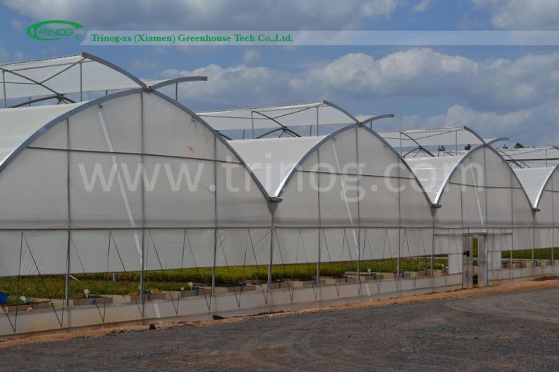 Multi-span cheap poly film greenhouse for lettuces