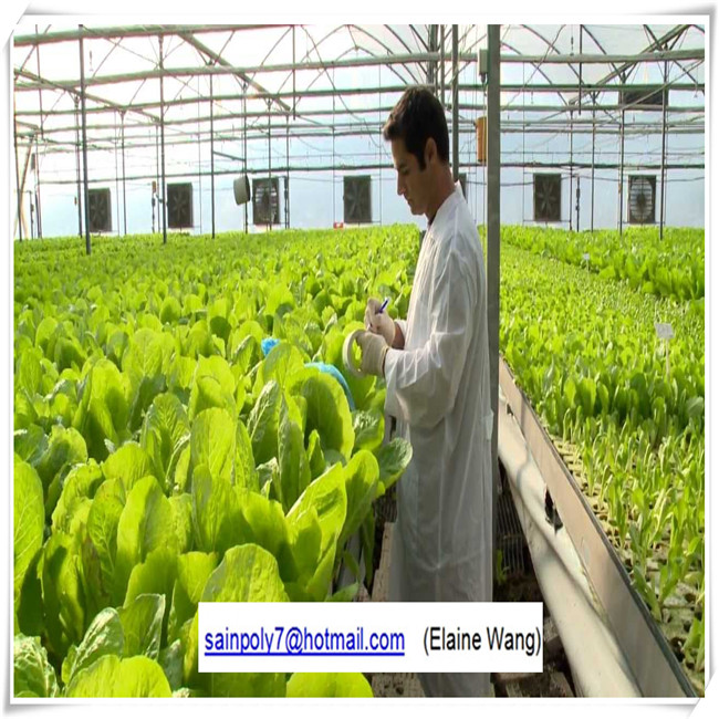 Large Size Commercial Hydroponics PC Sheet Greenhouse for Tomato