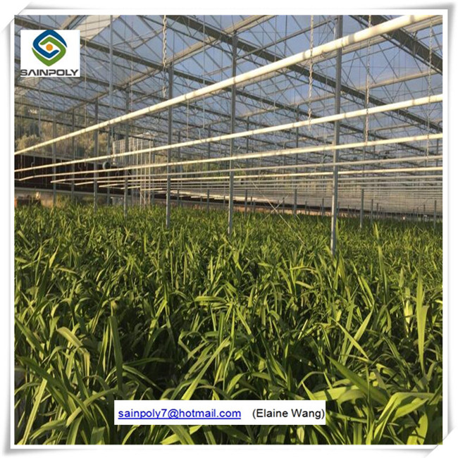 Commercial PC Sheet Hydroponic Greenhouse for Cucumber