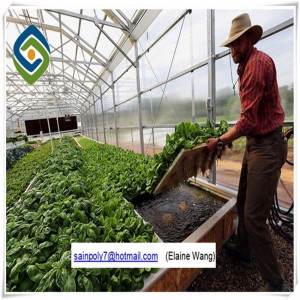 Venlo PC Sheet Greenhouse for Growing Cucumber