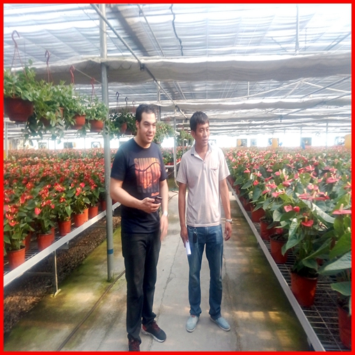China Agriculture Multi-Span Polycarbonate Sheet Greenhouse for Vegetables