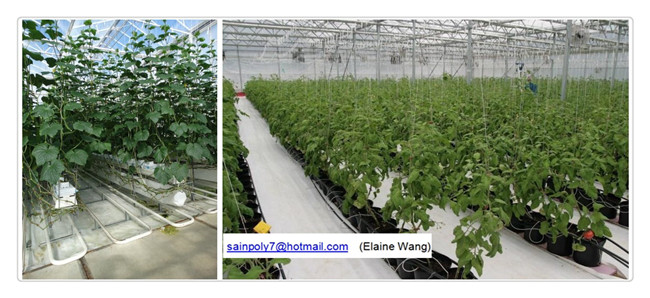 China Factory Supply Glass Greenhouse with Hydroponic System