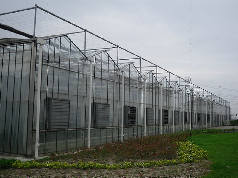 Tomato Planting Polycarbonate Green House