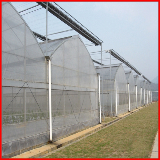 Low Cost Agriculture Multi Span Film Greenhouse for Mushroom