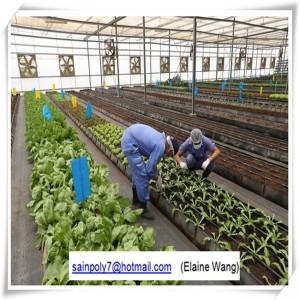 Factory Price PC Sheet Greenhouse for Growing Cucumber