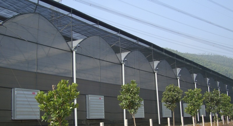 Multi Span Film Green House