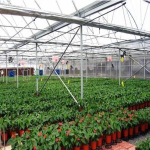 Film/Glass/PC Growing Greenhouse for Hydroponics Nft Lettuce