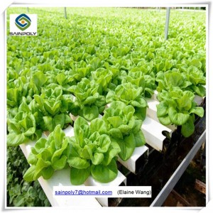 Multispan PC Sheet Greenhouse for Strawberry