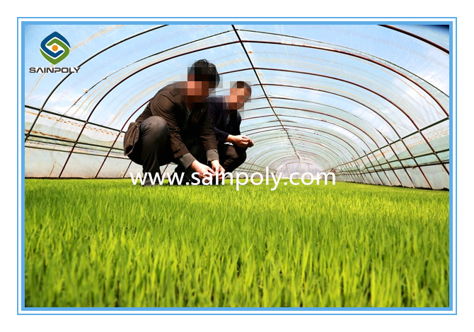 China Supplier Hot Sale Production Tunnel Greenhouse