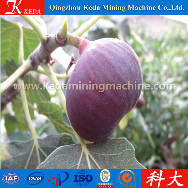 Plastic Film for Greenhouse, Easily Assembled Glass Garden Greenhouse