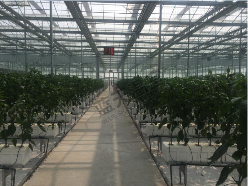 High Quality Venlo Structure Glass Greenhouse