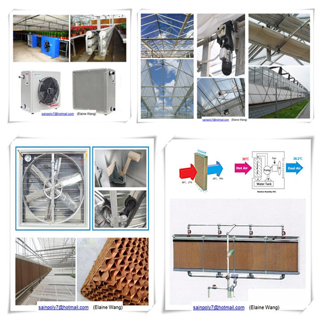 China Factory Glass Hydroponic Green House for Tomato