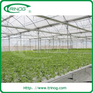 Multi-span cheap poly film greenhouse for lettuces