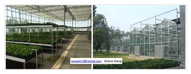 Venlo Glass Greenhouse with Hydroponic System