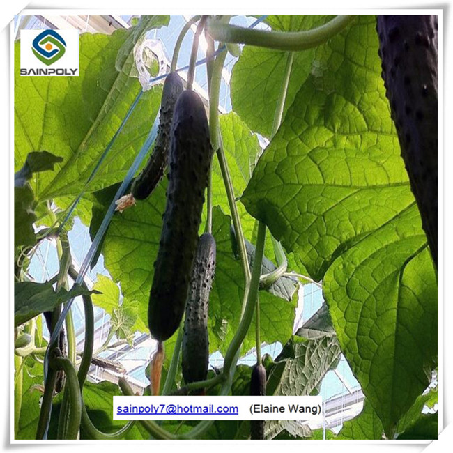 China Professional PC Sheet Greenhouse for Cucumber