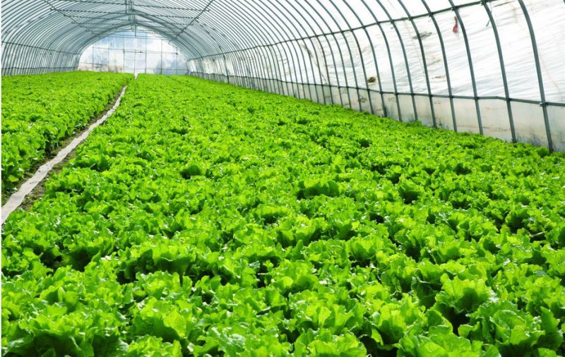 Evaporative Cooling Pad Agricultural Greenhouse